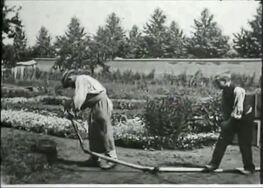 Watering The Gardener by the Lumiere BrothersPicture